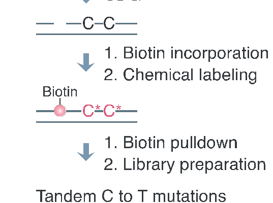 生命科学学院伊成器课题组开发胞嘧啶碱基编辑器脱靶效应检测的新工具