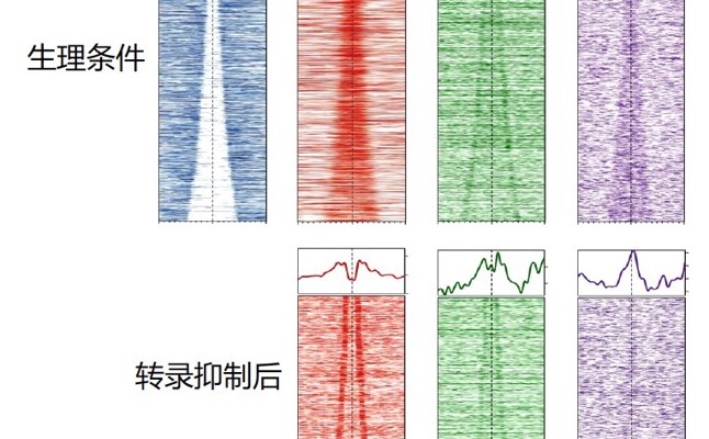 生命科学学院胡家志实验室揭示转录调节DNA复制起始的分子机制