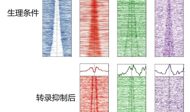 生命科学学院胡家志实验室揭示转录调节DNA复制起始的分子机制
