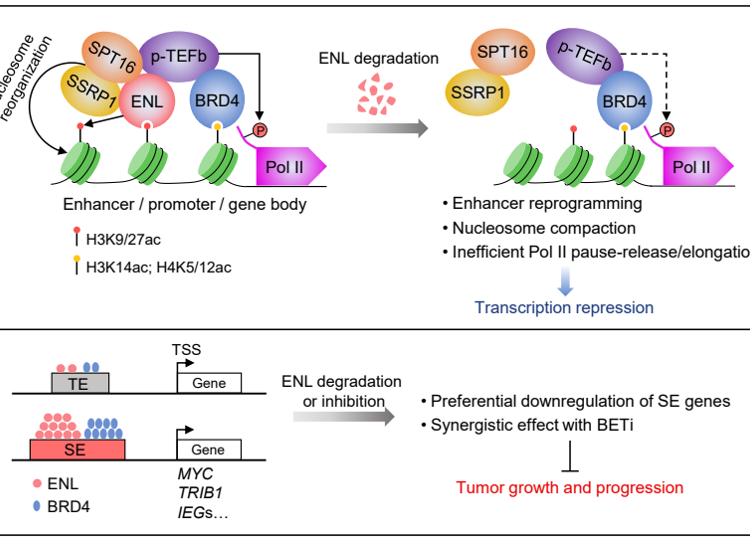 医学部舒兴盛副教授在Cancer Research发表表观遗传阅读器ENL促进致癌转录研究成果